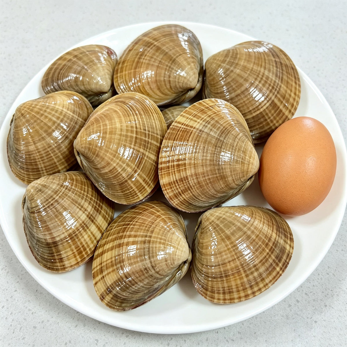 Striped venus clams on a white plate beside a hen's egg for scale