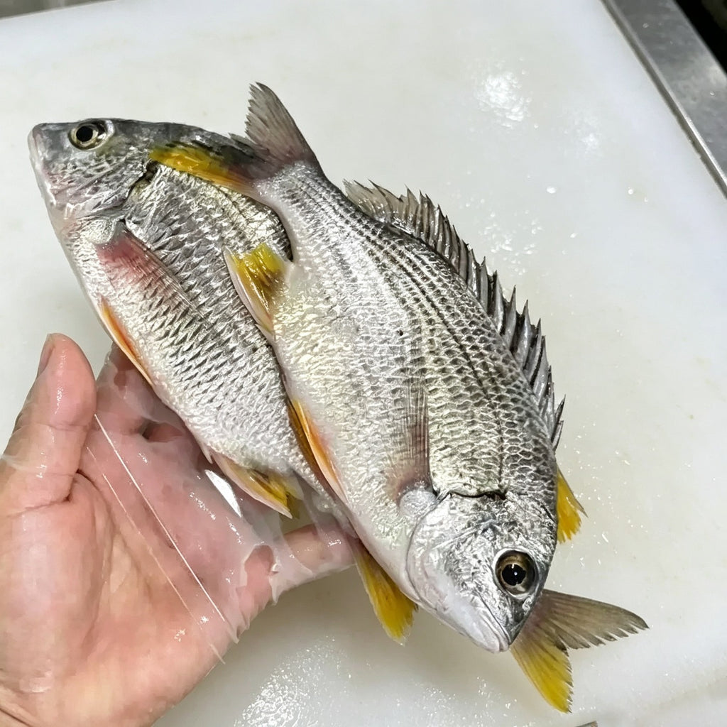 Whole sea bream chilling on ice in a tray