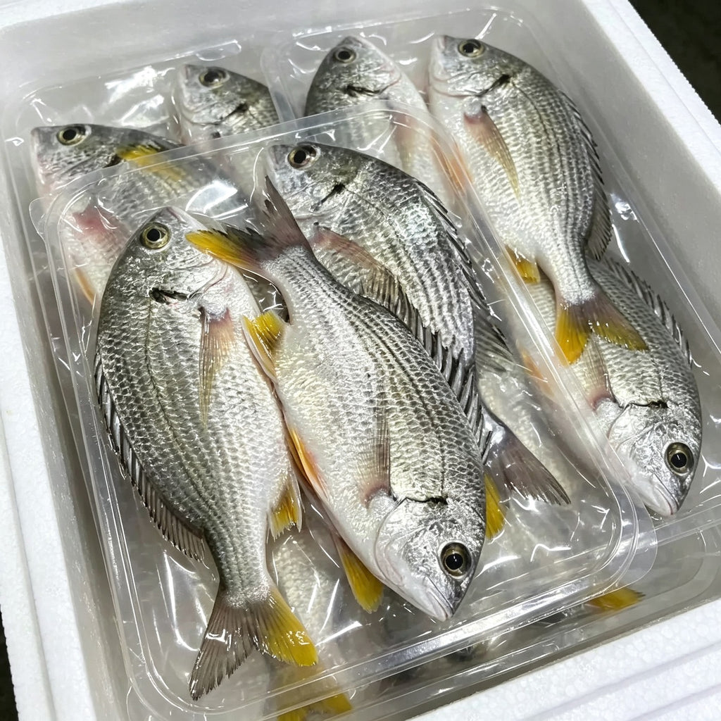 Sea bream vacuum-packed in a clear tray